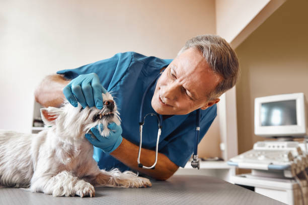 Best 24-Hour Emergency Dentist in Garden City, SC
